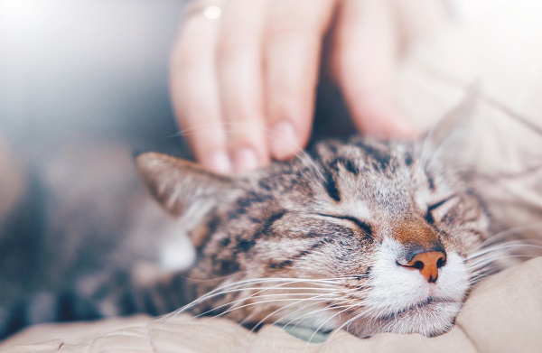 猫エイズはどんな病気 感染するとどうなるの ペット保険一括比較