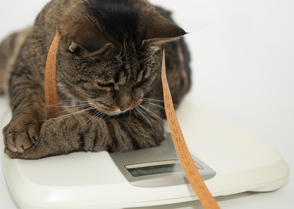 猫の適正体重は何キロ 猫の体重と健康管理 ペット保険一括比較