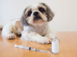 犬に上手に薬を飲ませる方法 ペット保険一括比較