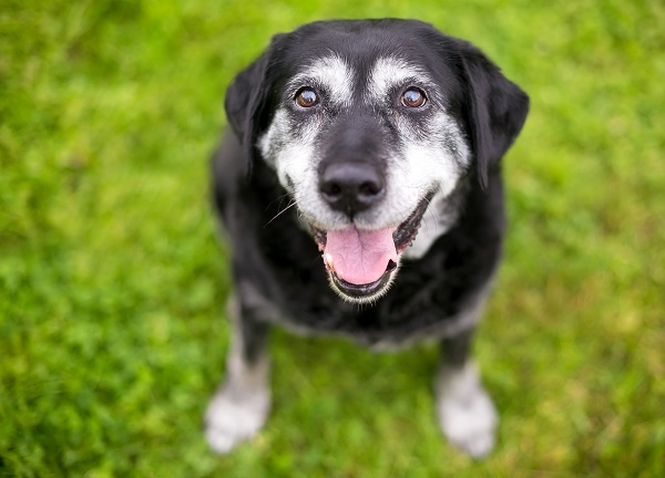 何歳からシニア犬 犬の老化を予防する方法は ペット保険一括比較