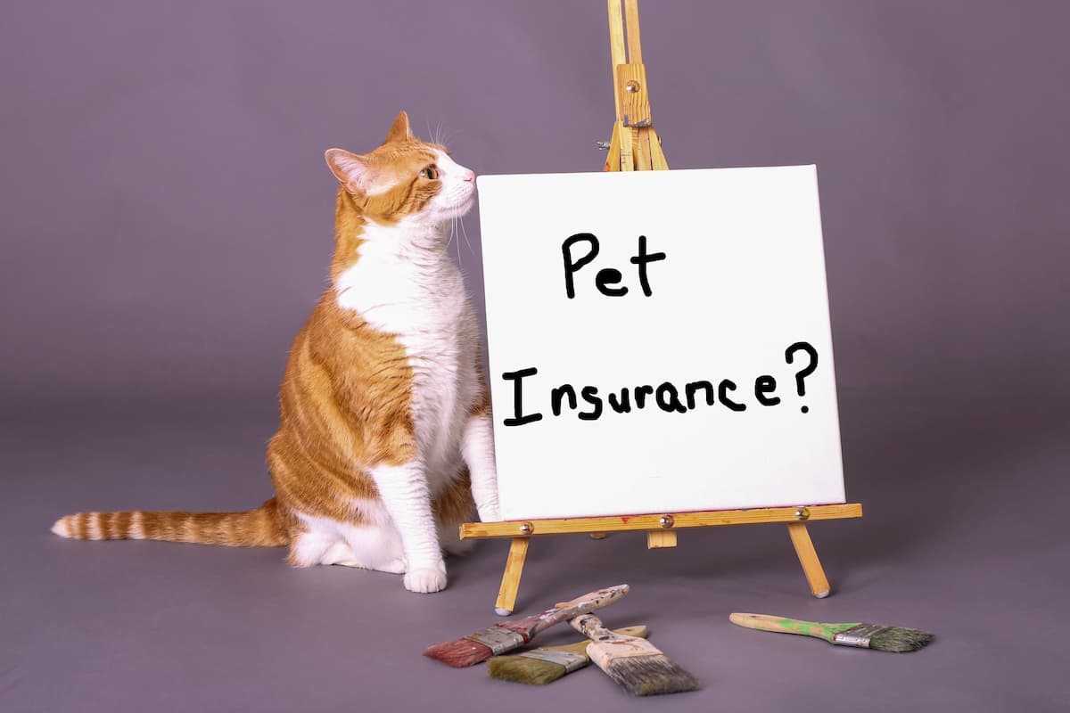 猫を飼うならペット保険は必要 かかる治療費や注意点は ペット保険一括比較