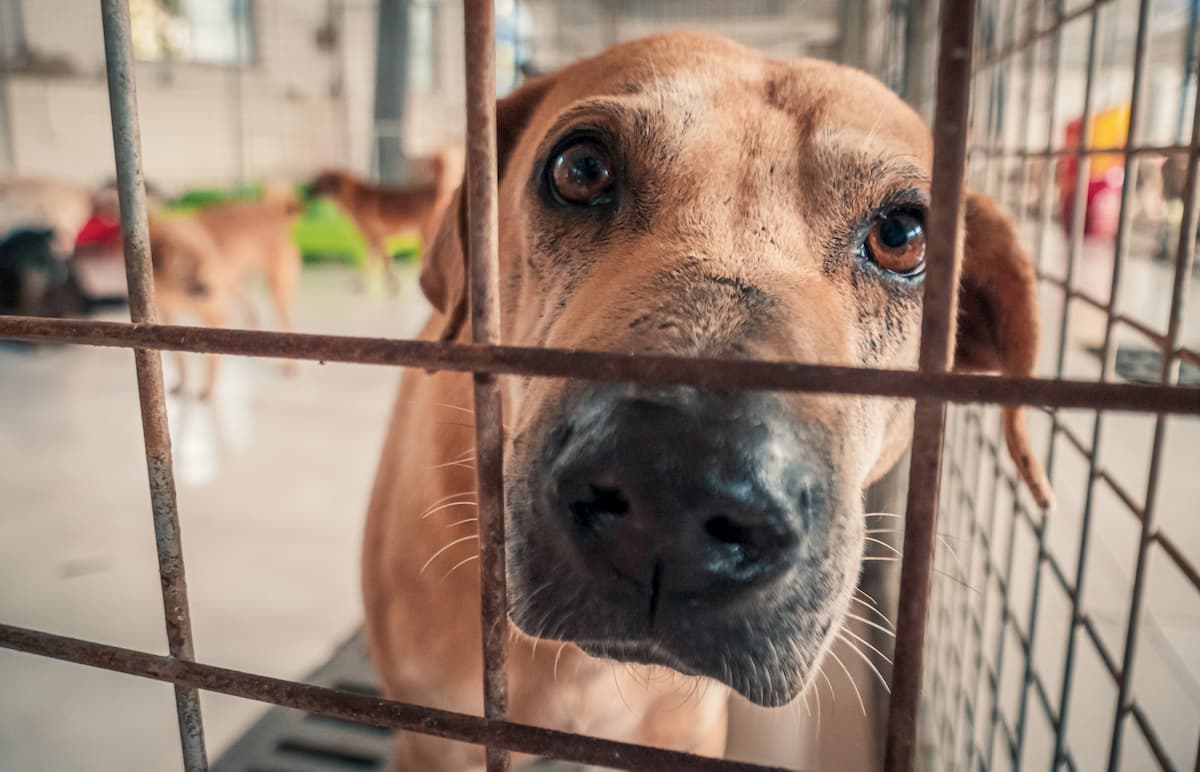 保護犬 保護猫でもペット保険には加入できる ペット保険一括比較