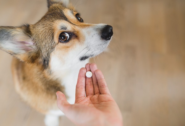 犬に上手に薬を飲ませる方法 ペット保険一括比較