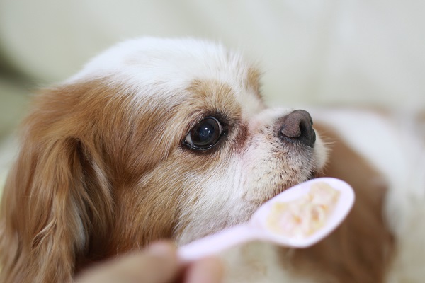 犬がご飯を食べない 原因と対処法を解説 ペット保険一括比較