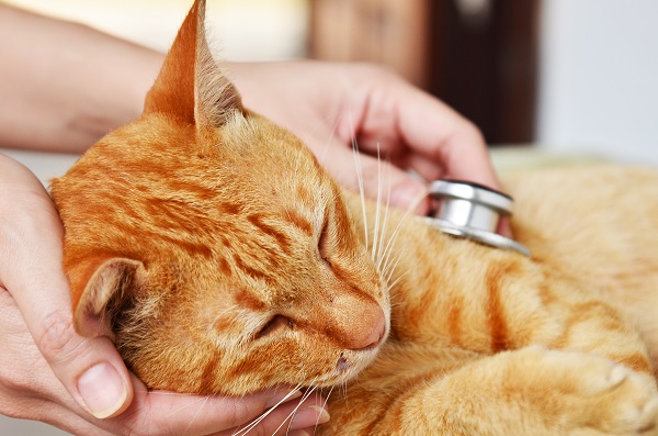 猫に多い病気は 猫の慢性腎臓病について ペット保険一括比較