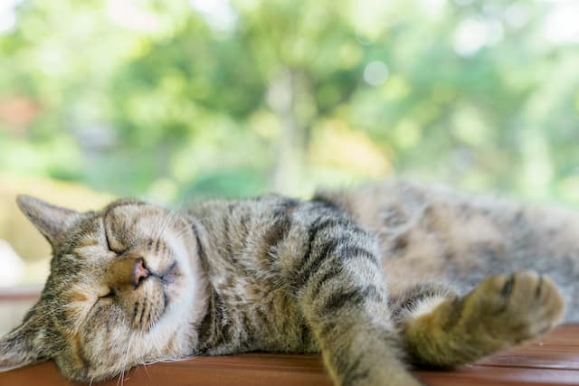 猫が夏バテに 対策と対処法は ペット保険一括比較