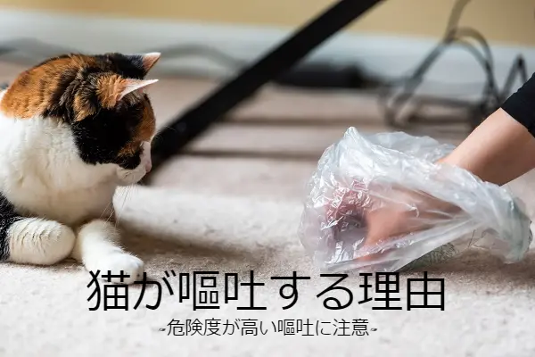 猫の嘔吐にはどんな理由が考えられる ペット保険一括比較